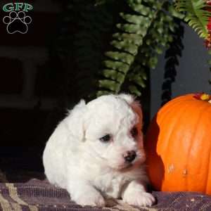Georgie, Bichon Frise Puppy